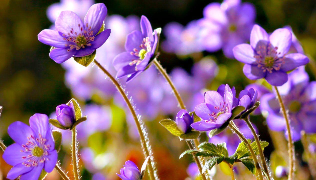 1264x720 FLOWERS CAN DANCE!!! Amazing nature/ Beautiful blooming flower