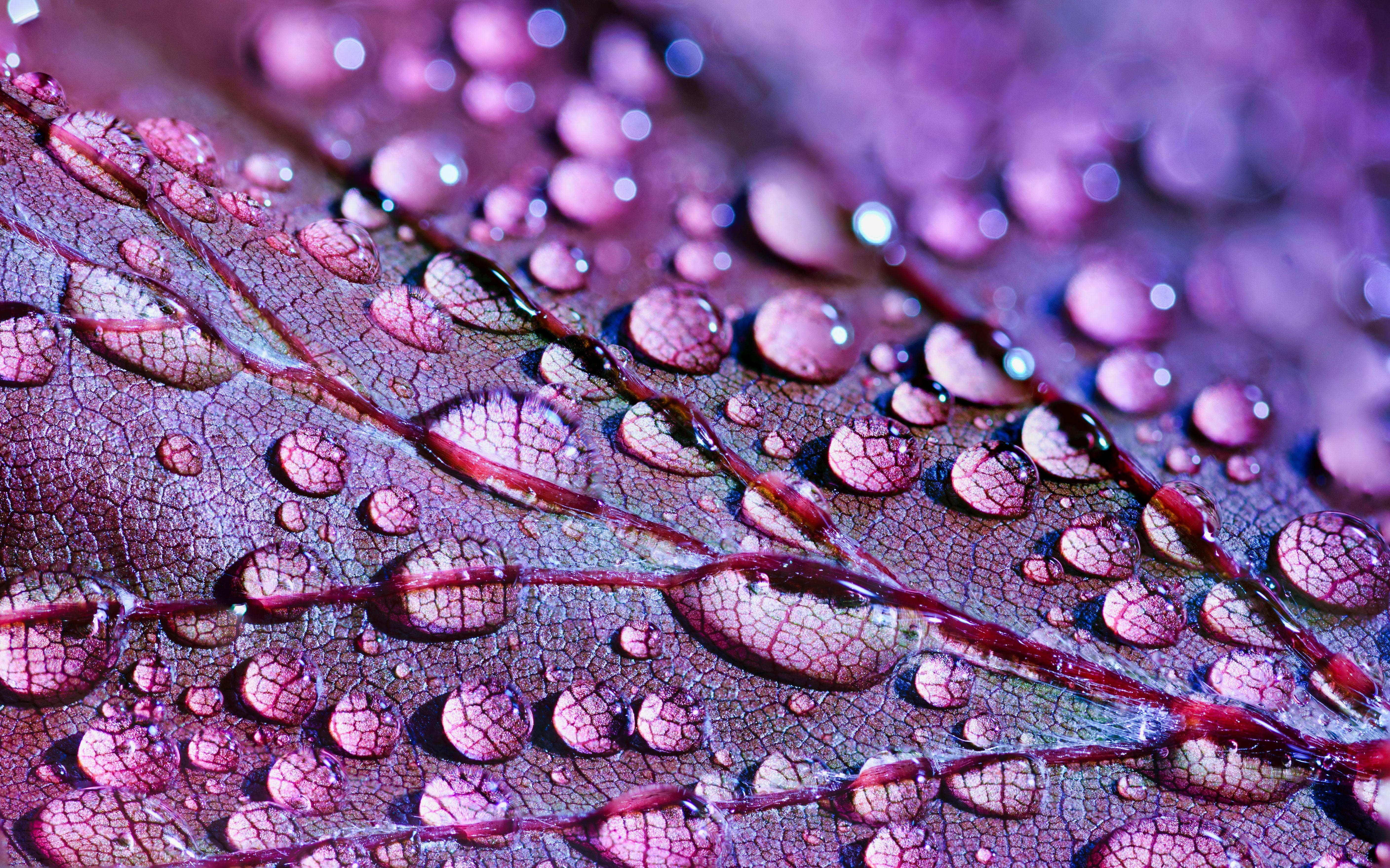5631x3518 Raindrops on Leaf Abstract Art Autumn Artistic