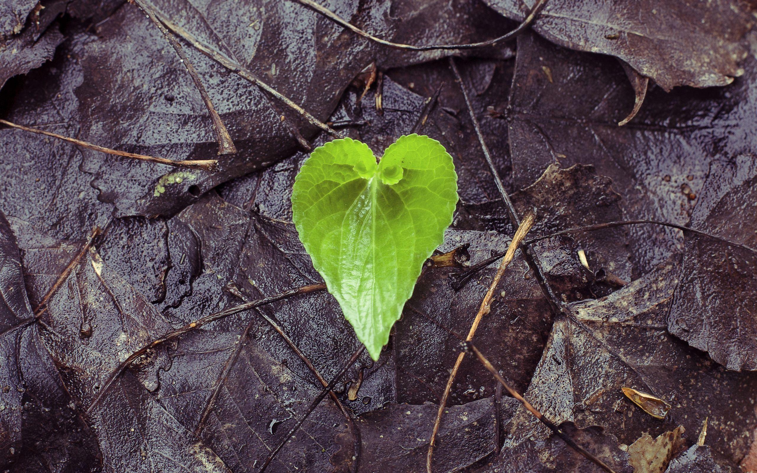 2560x1600 Download wallpaper 2560x1600 leaf, fallen, heart, wet, autumn