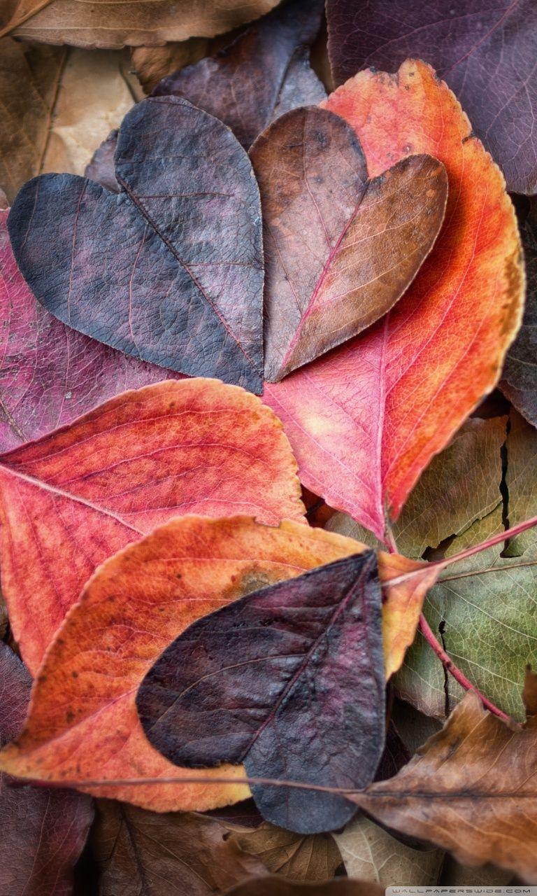 768x1280 Fall In Love Ultra HD Desktop Background Wallpaper for 4K UHD TV