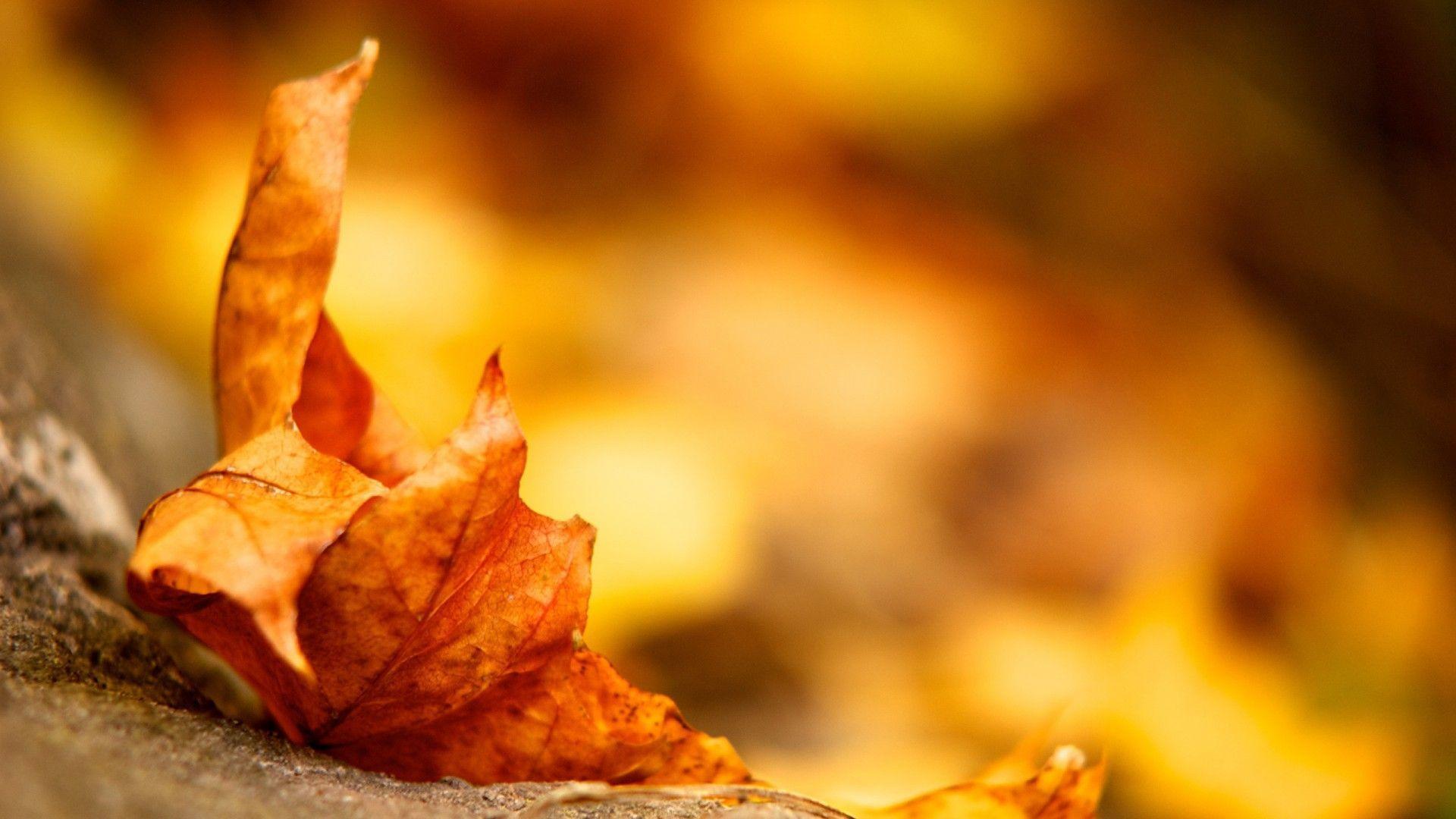 1920x1080 Autumn Leaf Wallpaper