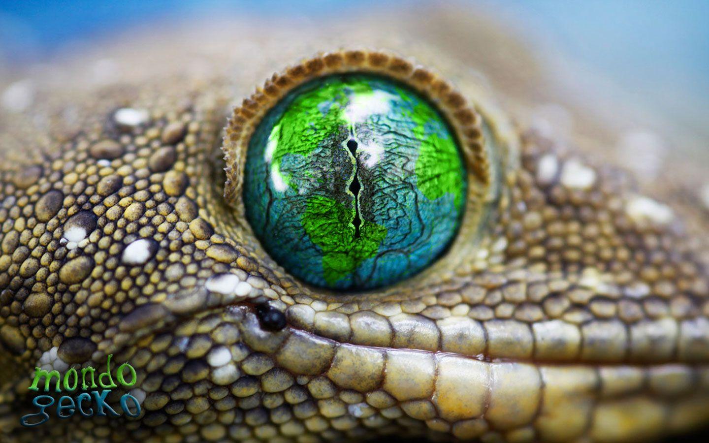 1440x900 Mondo Gecko