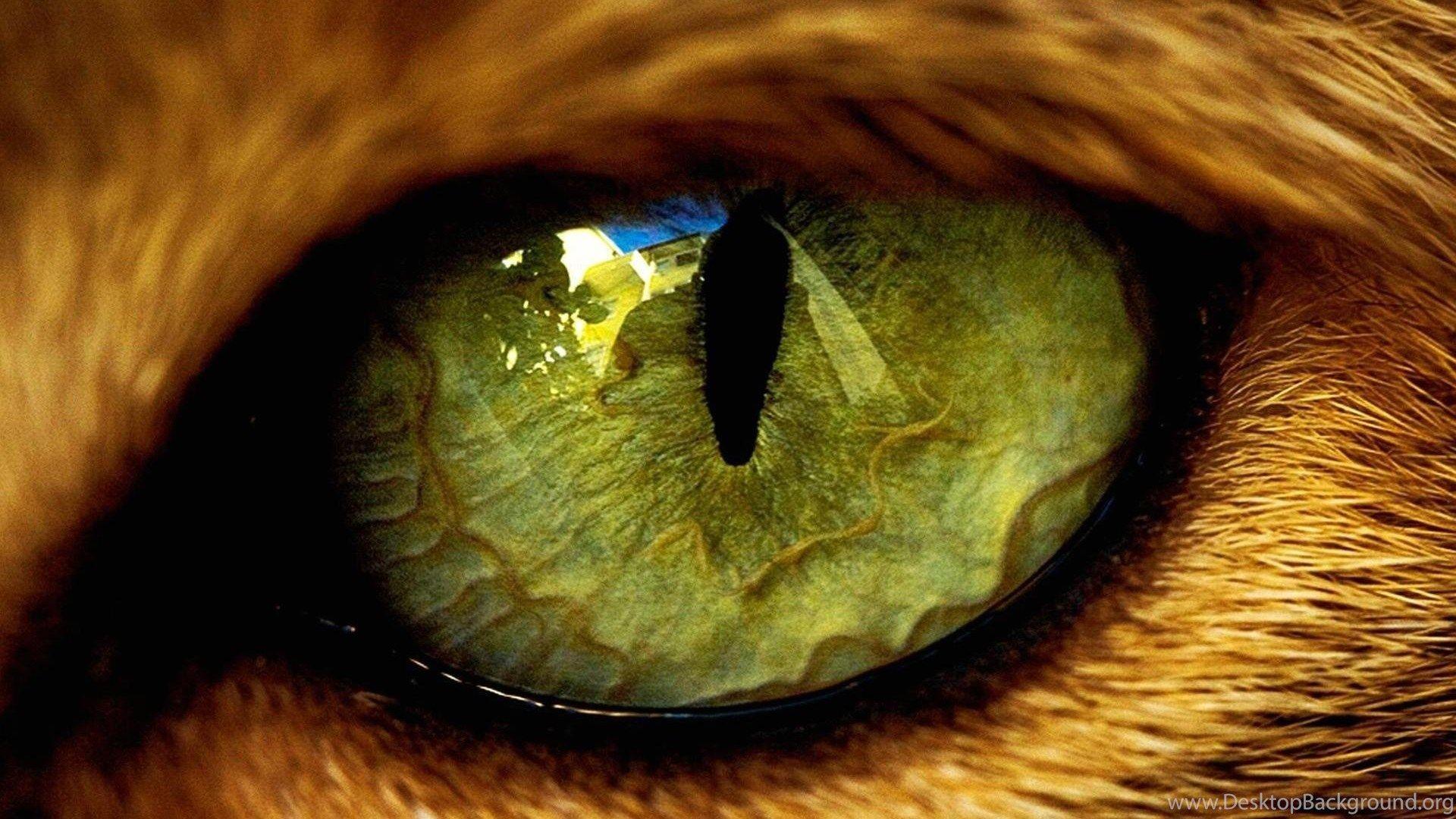 1920x1080 Wallpaper Eye Tiger 1920 X 1200 Animals Pets Puppies Awesome