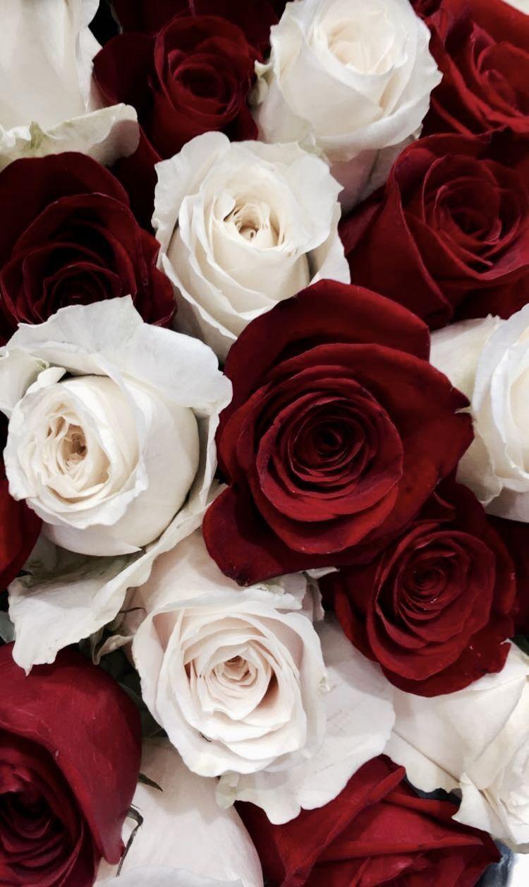 Hồng trắng mang trong mình sự tinh khiết của tình yêu đích thực. Một bông hồng đỏ và trắng sẽ gợi lên cảm giác lãng mạn và ngọt ngào, khiến chúng ta nhớ lại những kỉ niệm đẹp từng trải. Hãy thưởng thức bức ảnh này và cảm nhận vẻ đẹp đầy tình cảm.