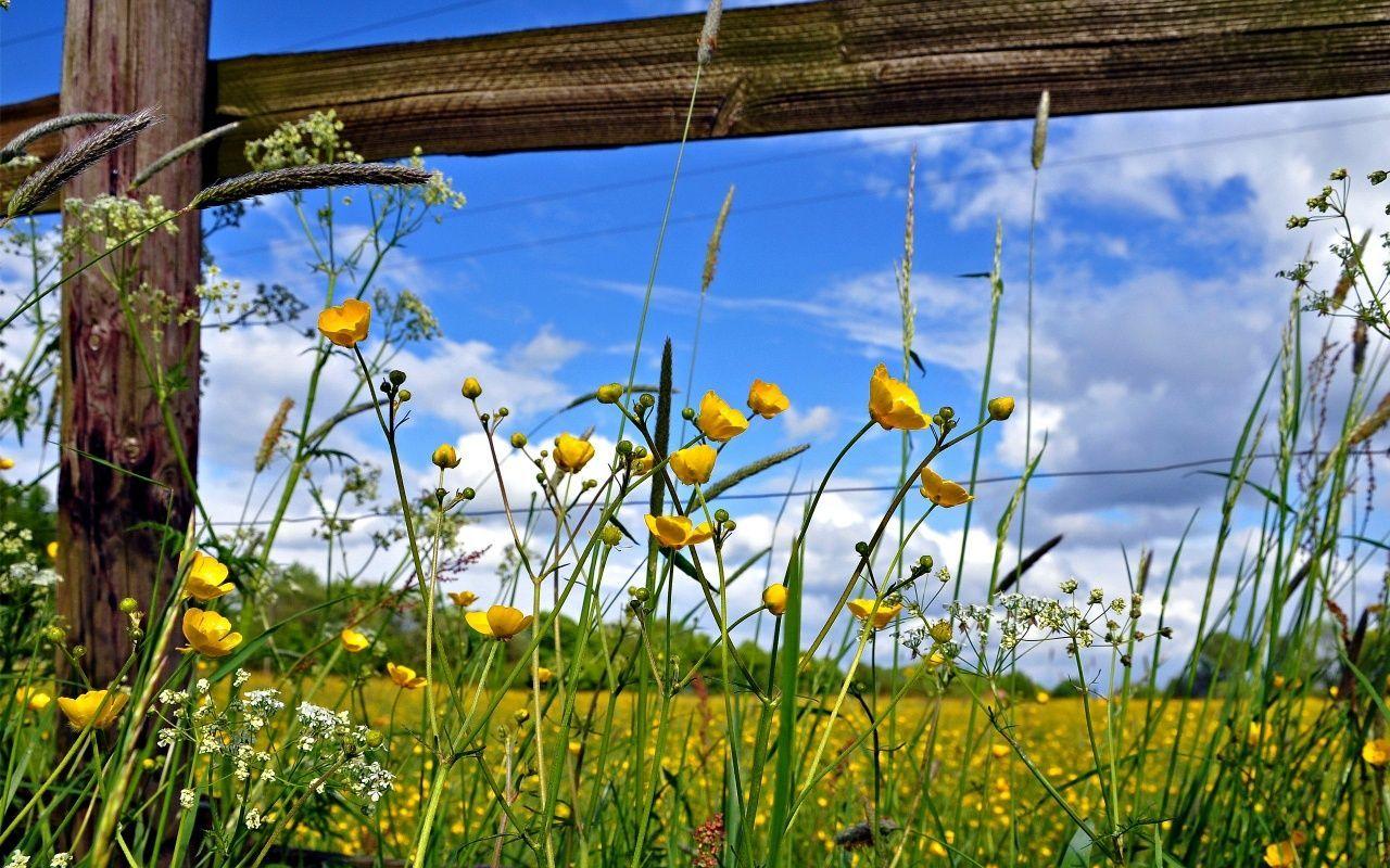 Hình nền hoa hàng rào đồng cỏ 1280x800.  Cánh đồng hoa, Hàng rào đồng cỏ, Hình nền hoa
