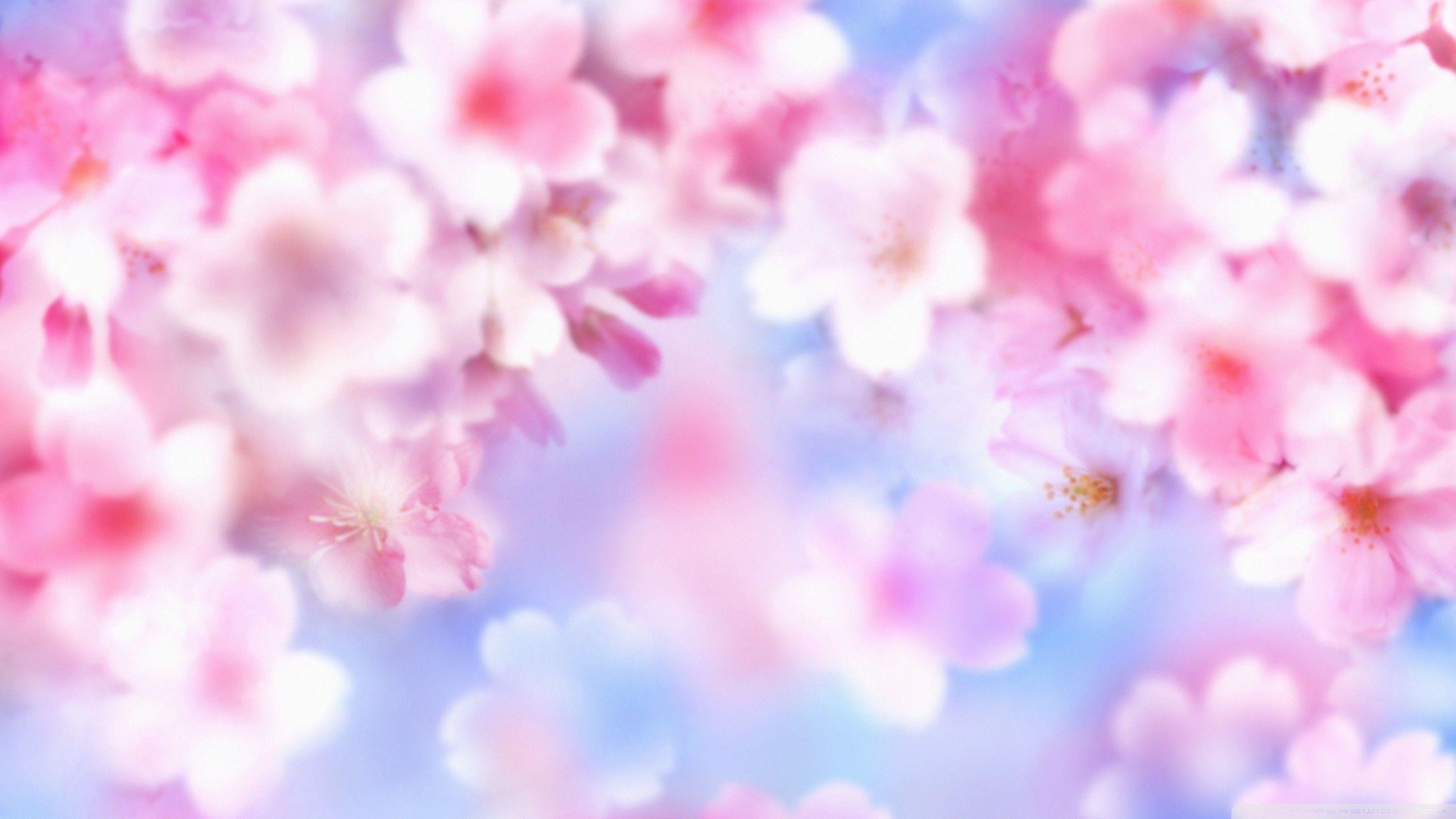 2560X1440 Cute Wallpapers - Top Free 2560X1440 Cute Backgrounds