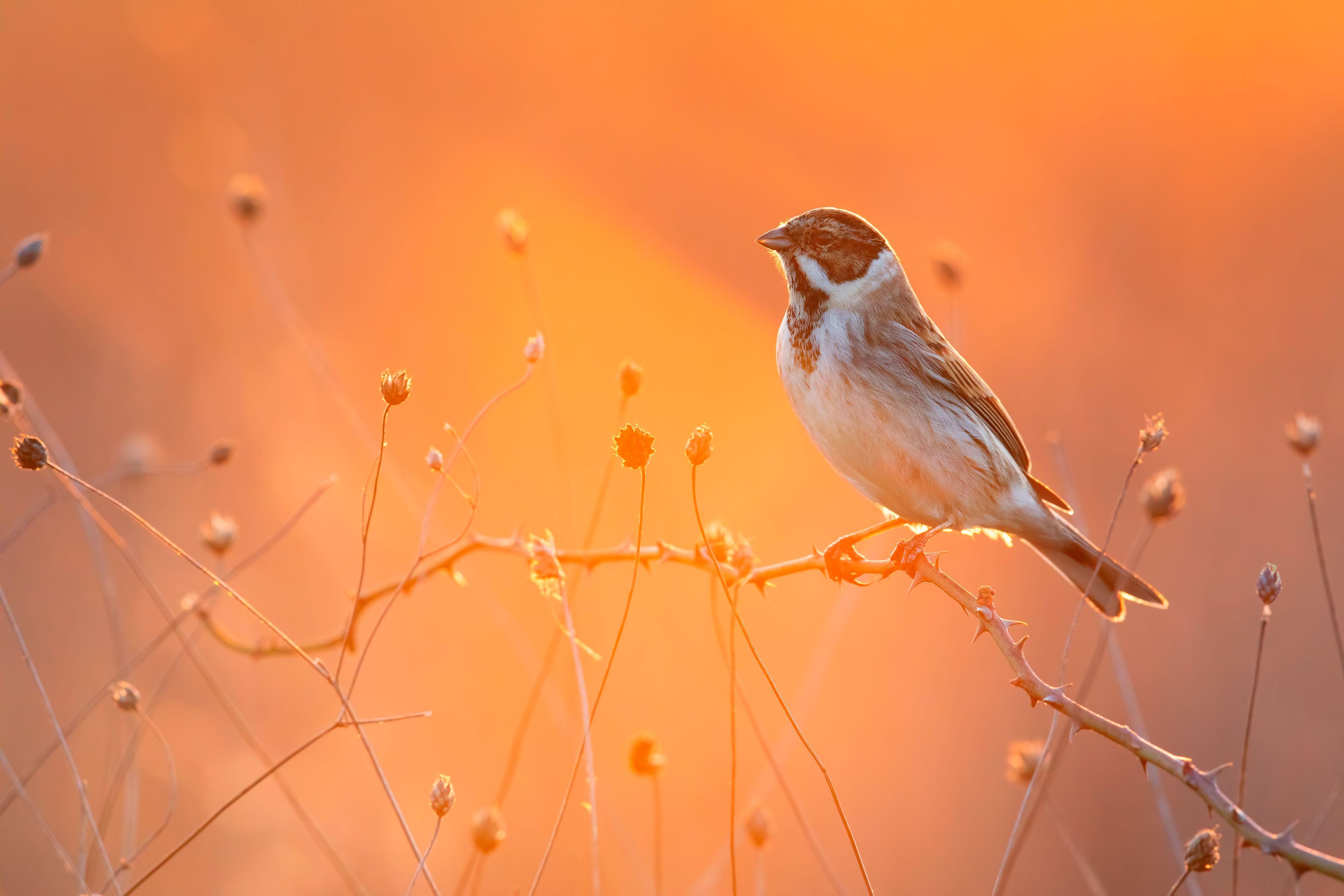 Little Bird Wallpapers - Top Free Little Bird Backgrounds - WallpaperAccess