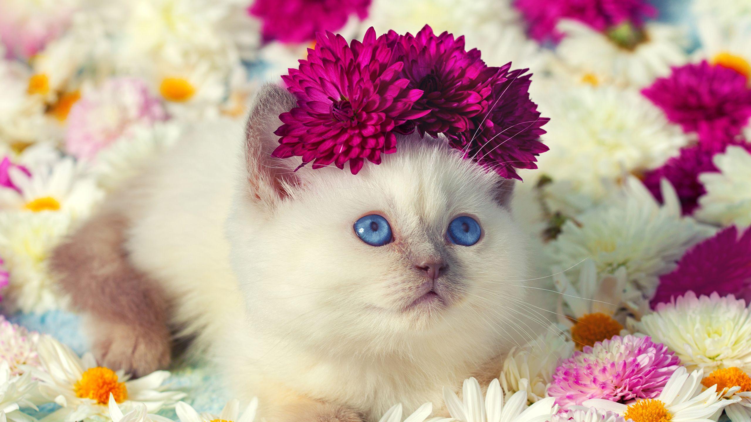 2560x1440 Desktop Wallpaper Kittens Cats Cute Camomiles 2560x1440