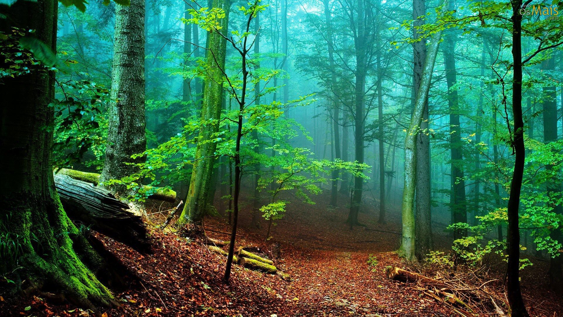 Cidade da floresta de anime, anime de floresta papel de parede HD