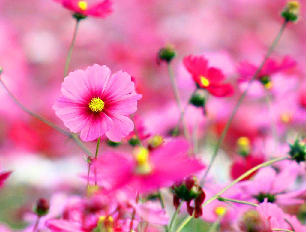 Whatsapp Dp Wallpapers - Top Free Whatsapp Dp Backgrounds - WallpaperAccess