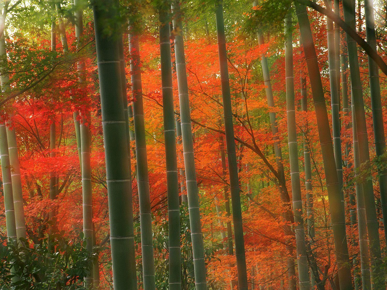 1600x1200 Floresta de Bambu Wallpaper