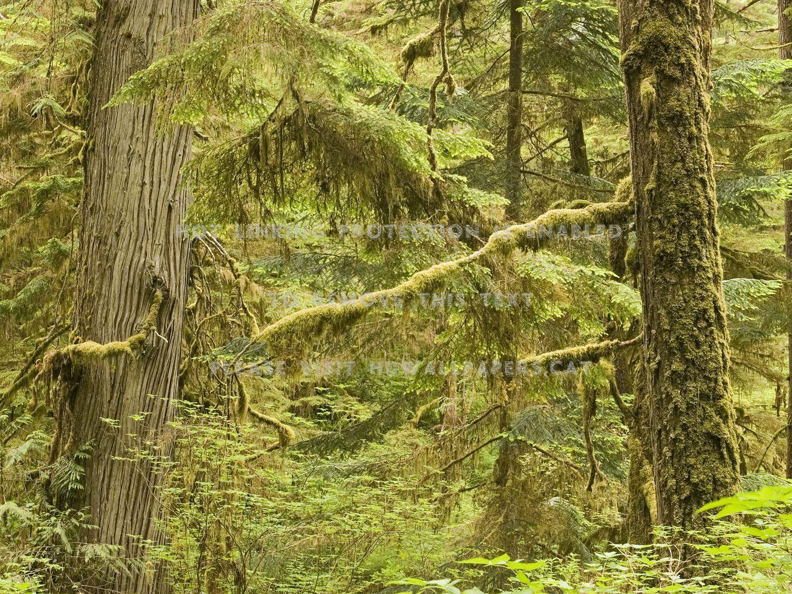 1600x1200 floresta do canada verde natureza arvores