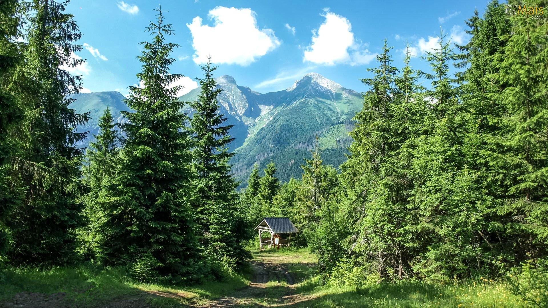 1920x1080 OsMais.com de Parede Floresta Nórdica de parede