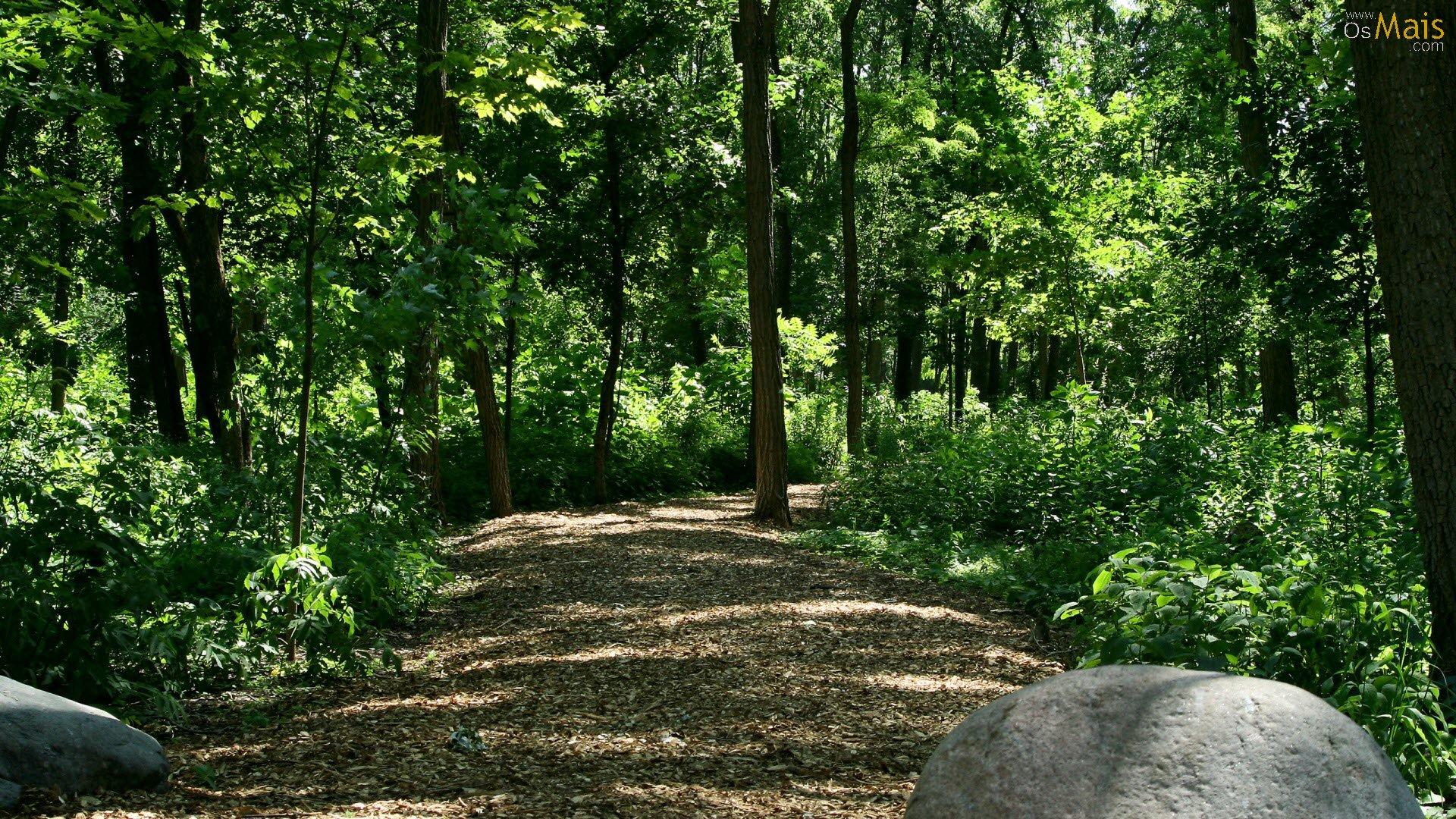 1920x1080 OsMais.com de Parede Estrada na Floresta de parede