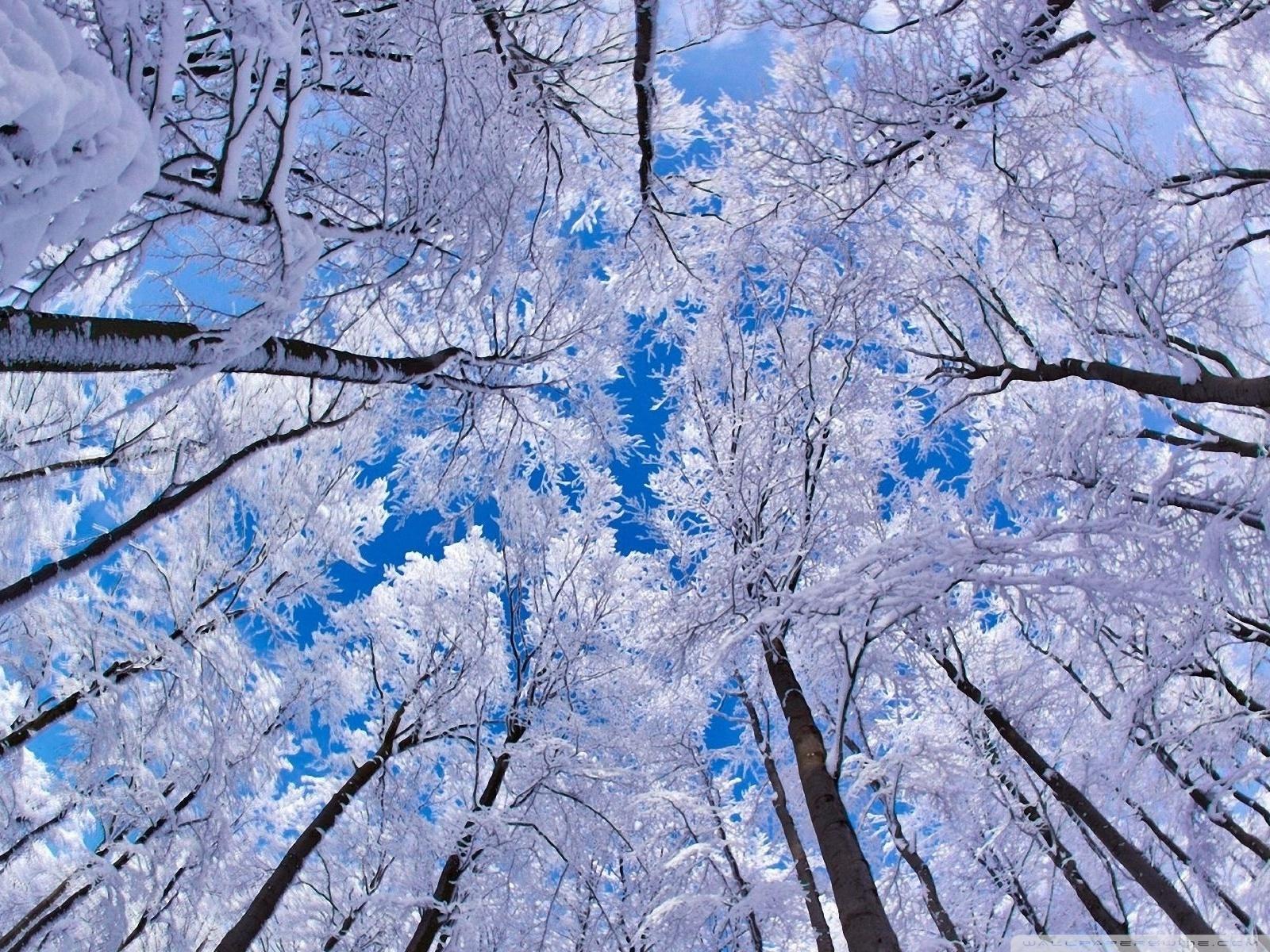1600x1200 Pretty Winter Wallpaper