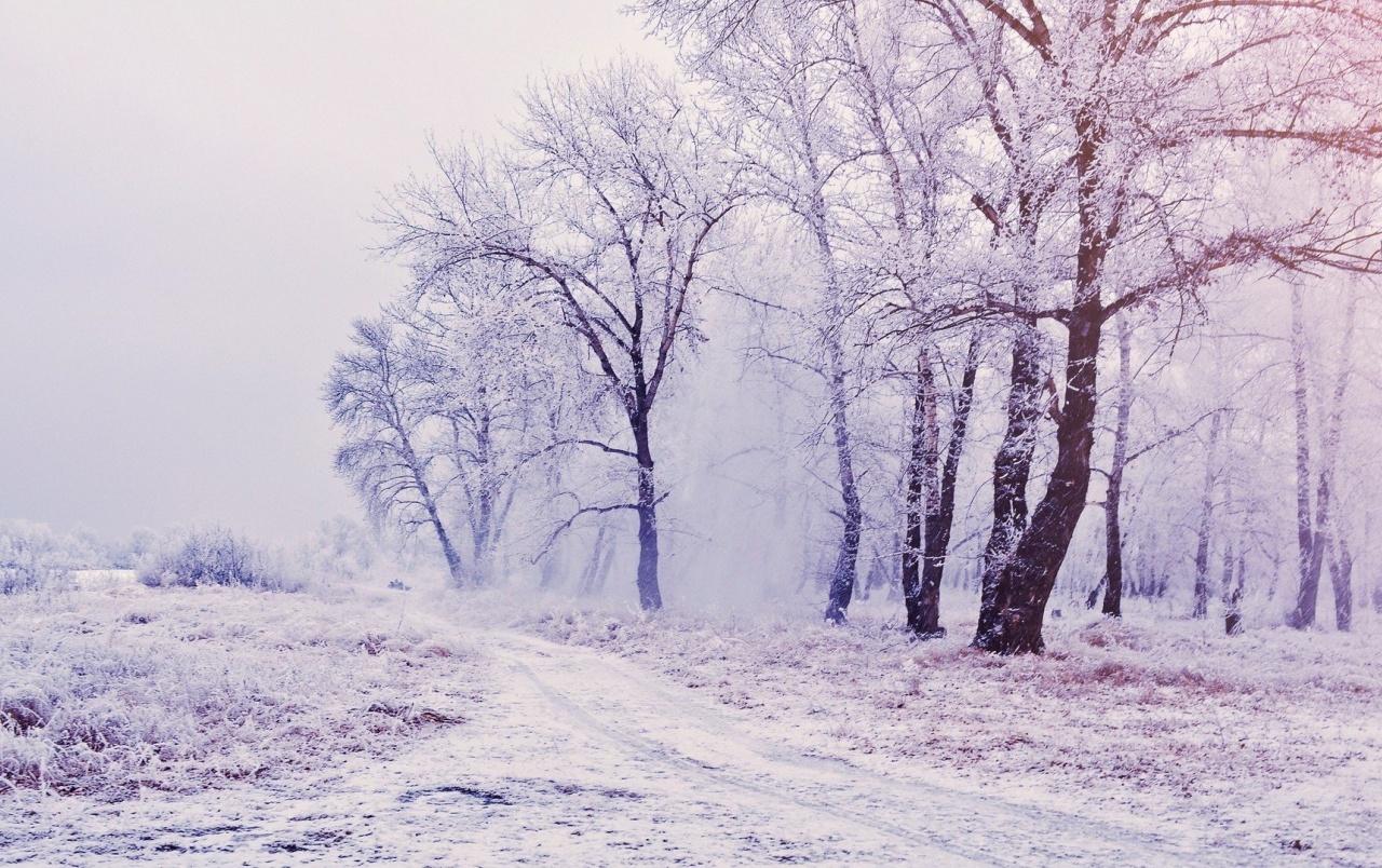 1280x804 Pretty Winter Wallpaper, 0.5 Mb
