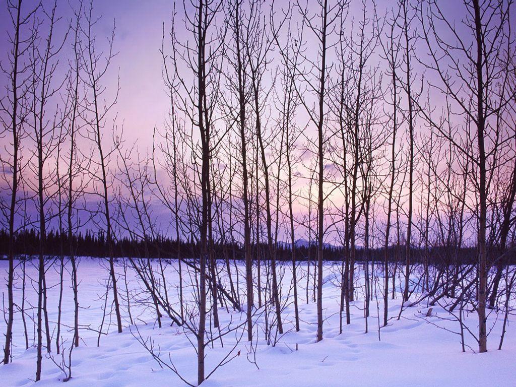 1024x768 Winter Trees