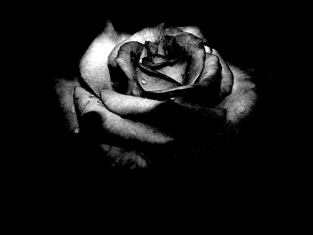 1024x768 Dark Flower Wallpaper. Black and white flowers, Black rose flower, Black rose