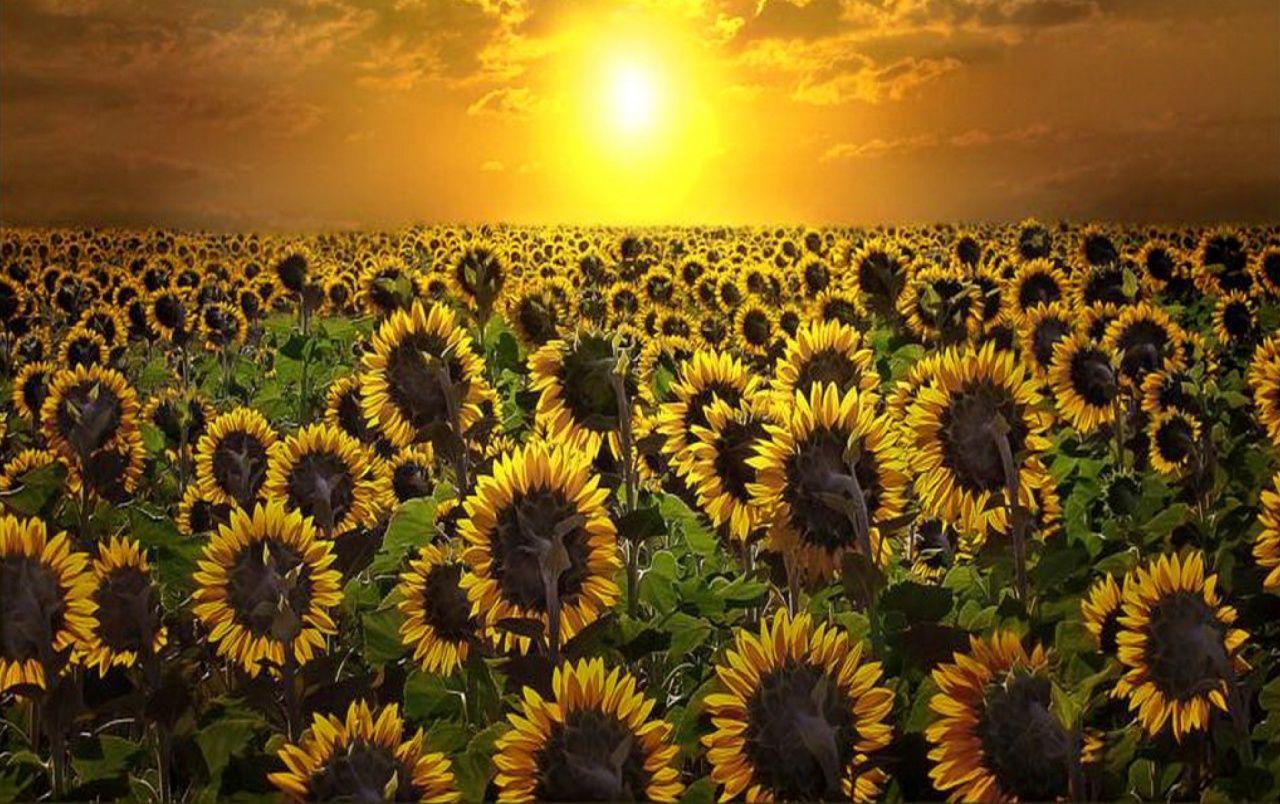 Sun and Flower Wallpapers - Top Free Sun and Flower Backgrounds ...