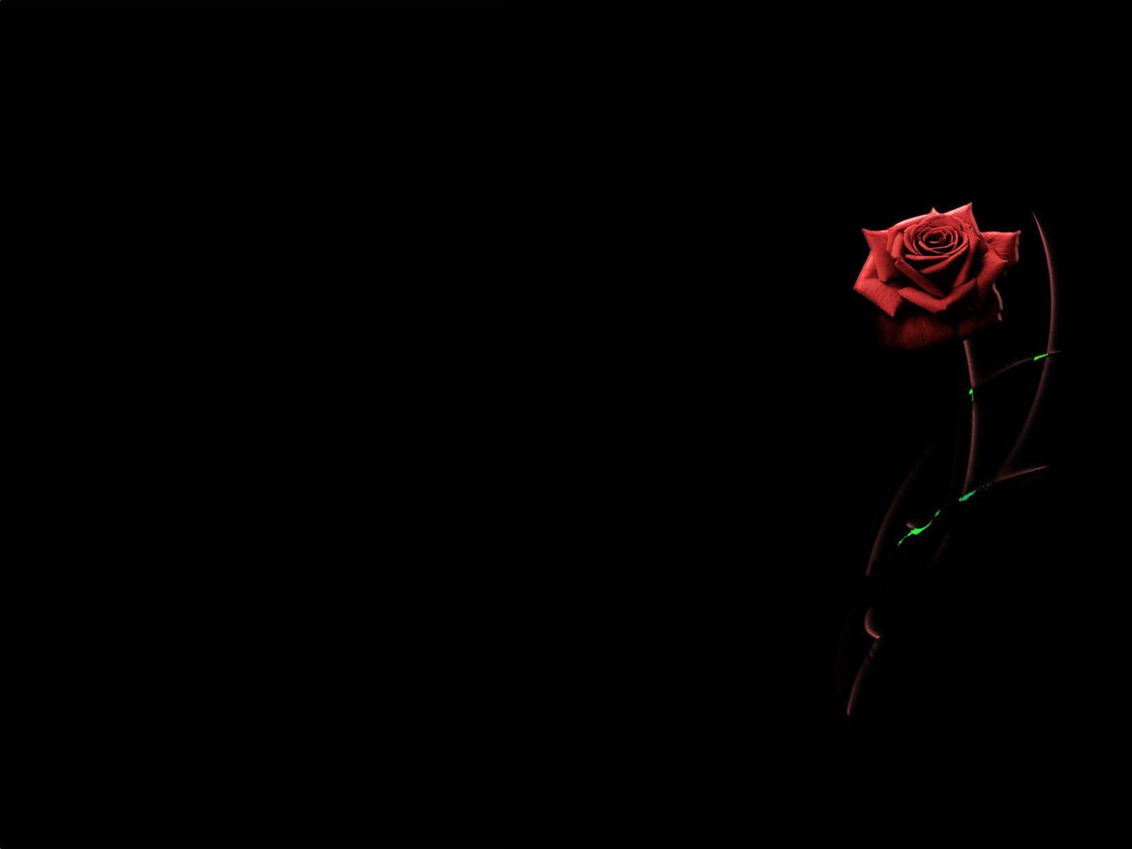 1600x1200 Best Black Flower Image & Wallpaper Behnam Atwater