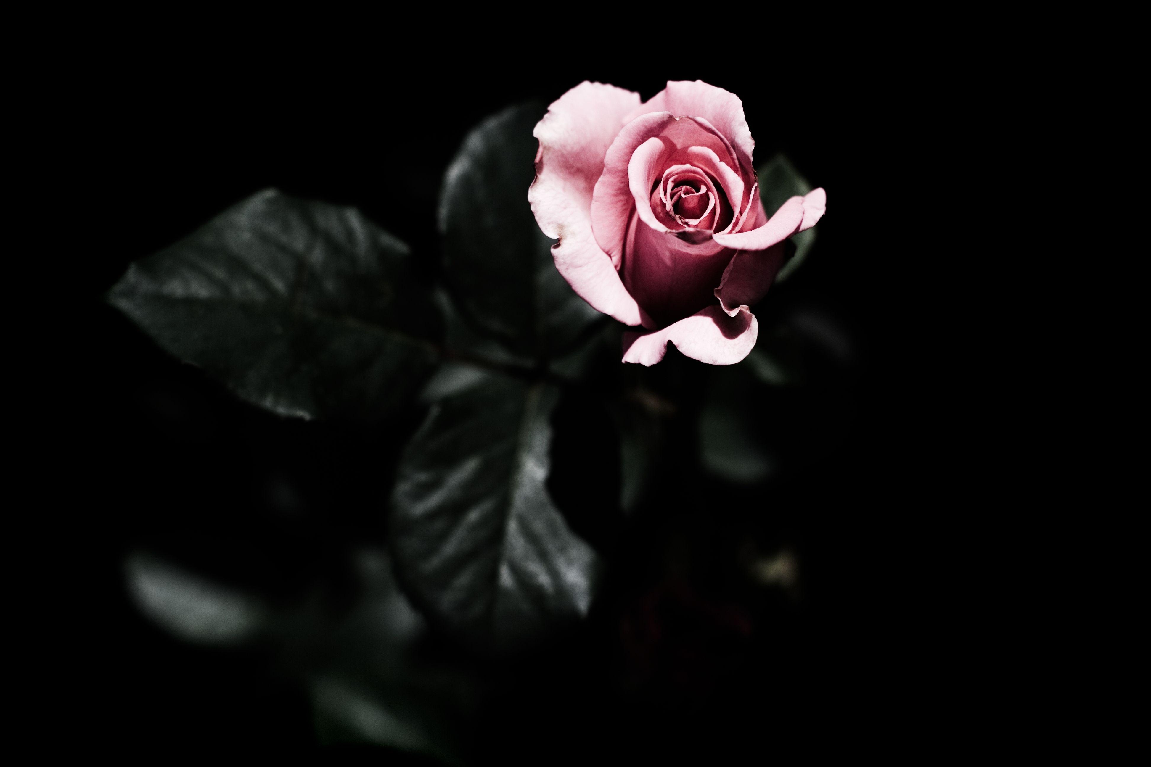 3888x2592 Dark Flower Background 18337 3888x2592px