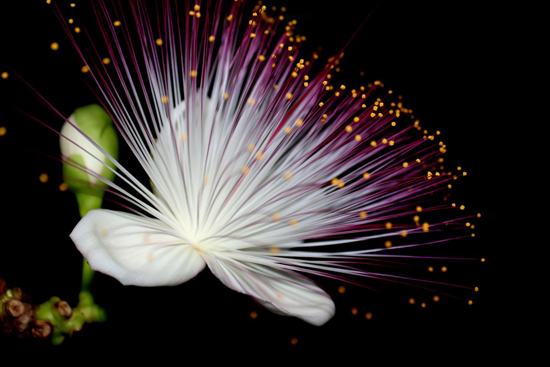 1800x1200 Flowers in front of a black background design 51977