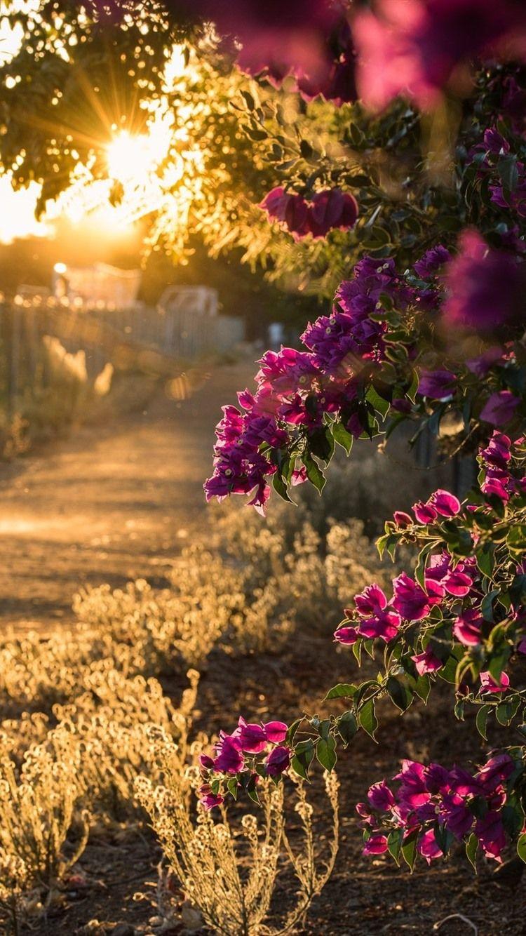 750x1334 Bougainvillea flowers blooms, sun rays, morning 750x1334 iPhone 8