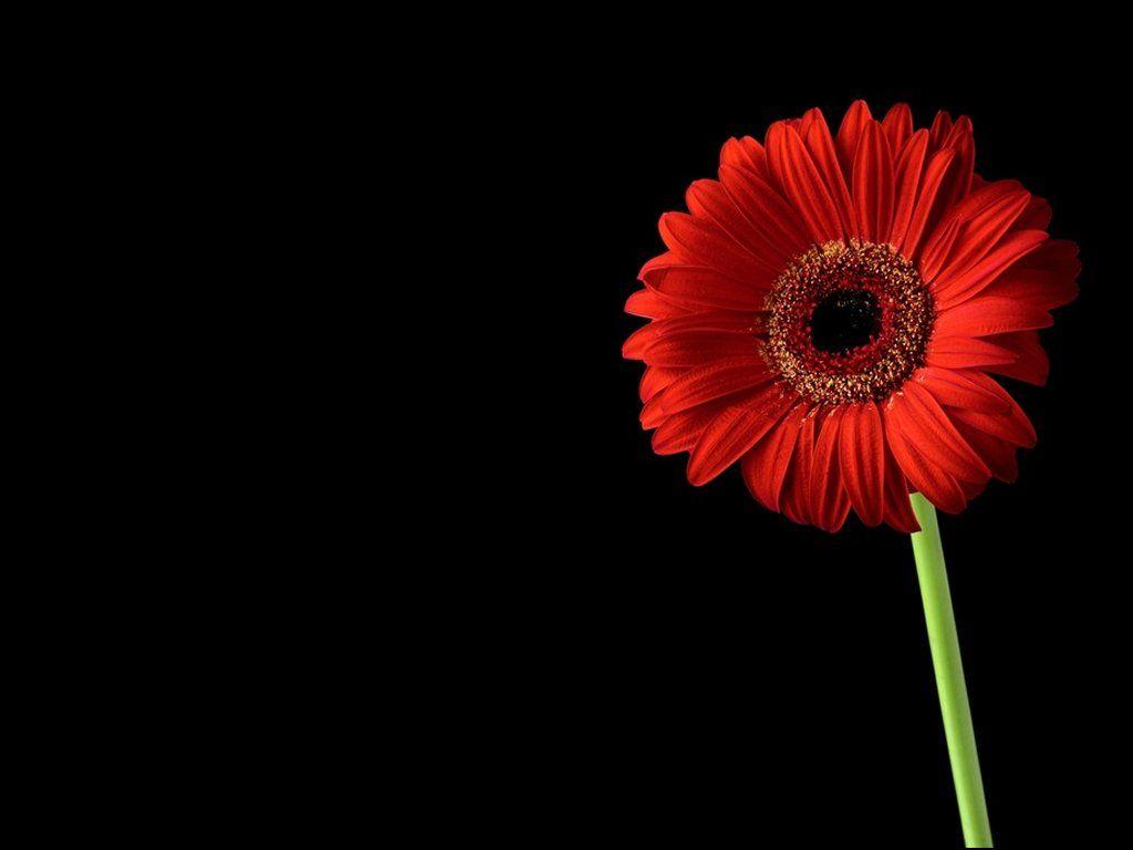 1024x768 Free download Red On Black Gerbera Flower Wallpaper WallpaperLepi [1024x768] for your Desktop, Mobile & Tablet. Explore Black Flower Wallpaper. Bold Floral Wallpaper for Home, Large Print Black