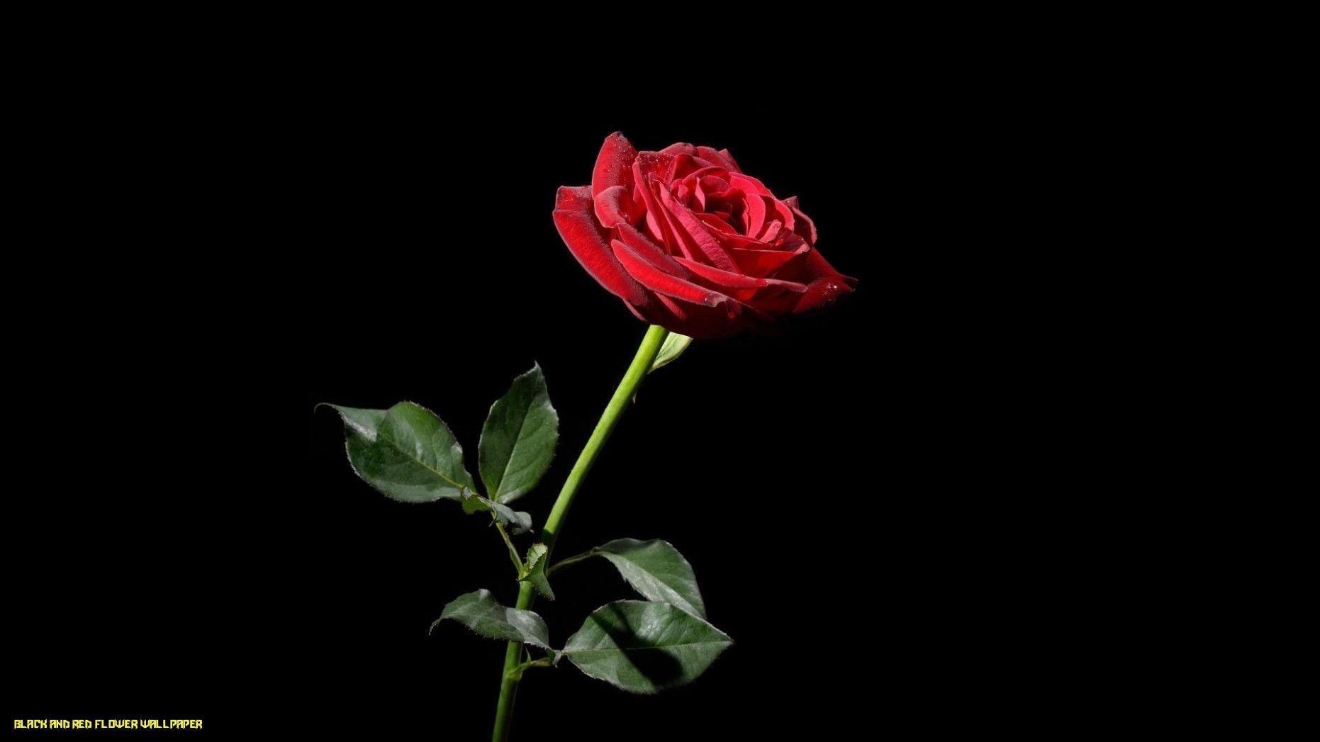 1862x1047 black background HD flower wallpaper لم يسبق له مثيل الصور + tier3.xyz