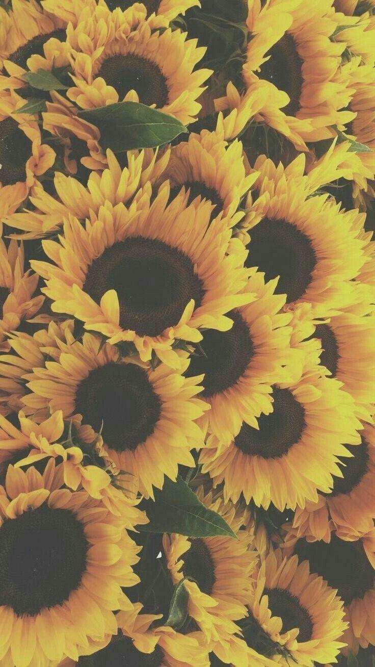 736x1308 ｓｕｎｆｌｏｗｅｒｓ. Sunflower