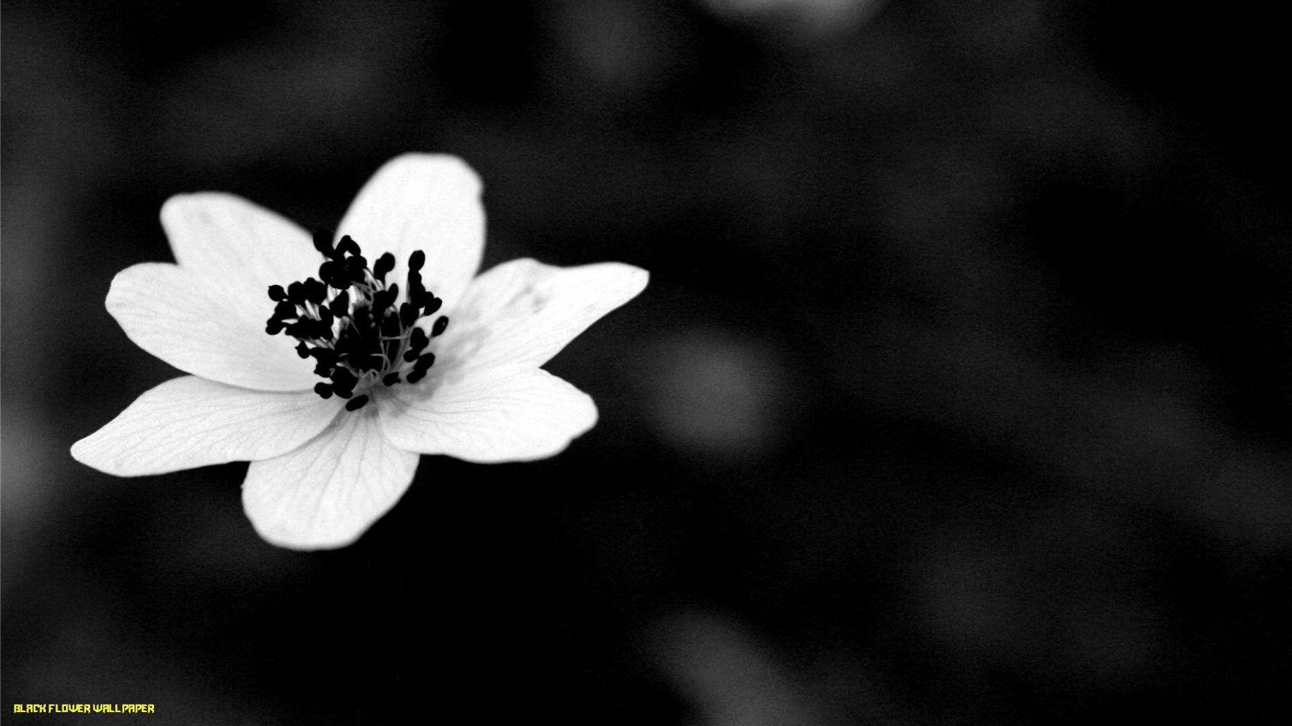 1862x1047 Black Flowers Wallpaper
