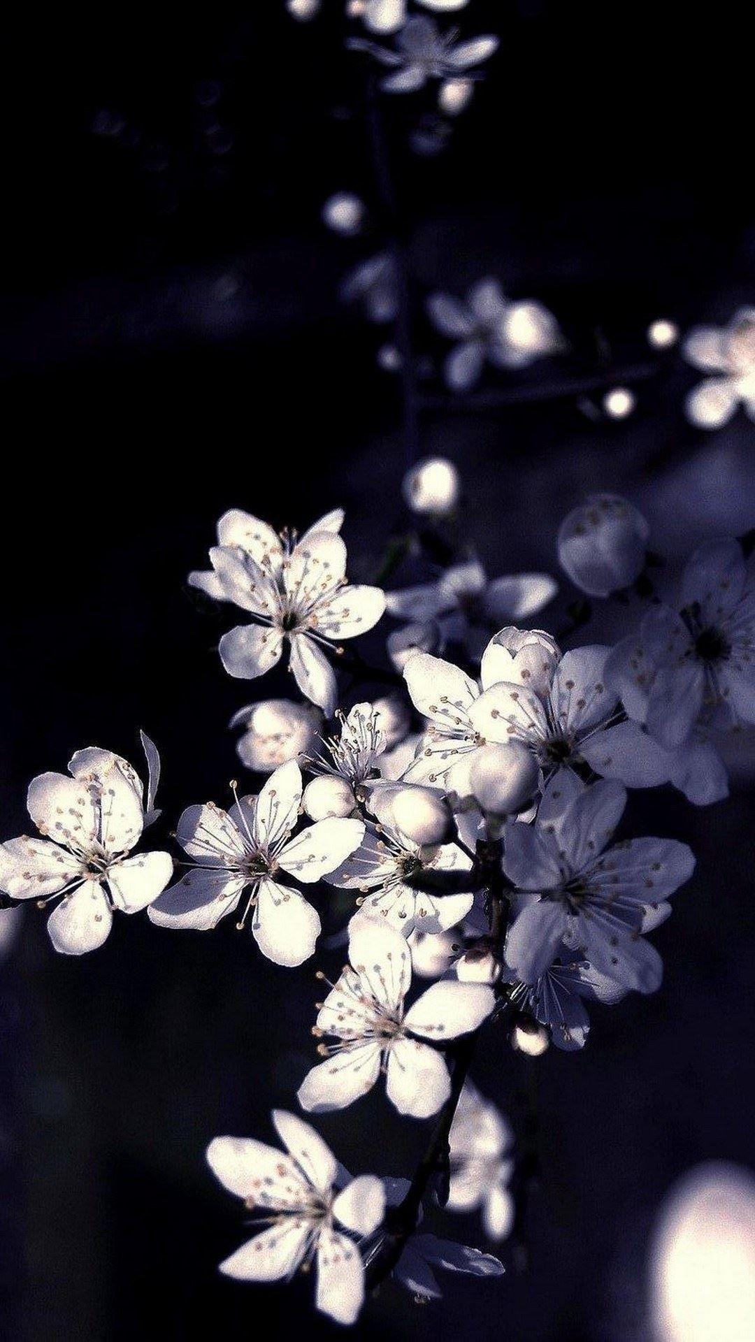 1080x1920 Black White Apple Tree Flowers Android Wallpaper free download