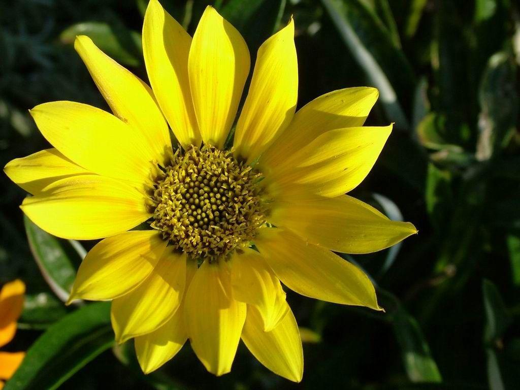 1024x768 Sunny Yellow Flower Wallpaper For Desktop Wallpaper