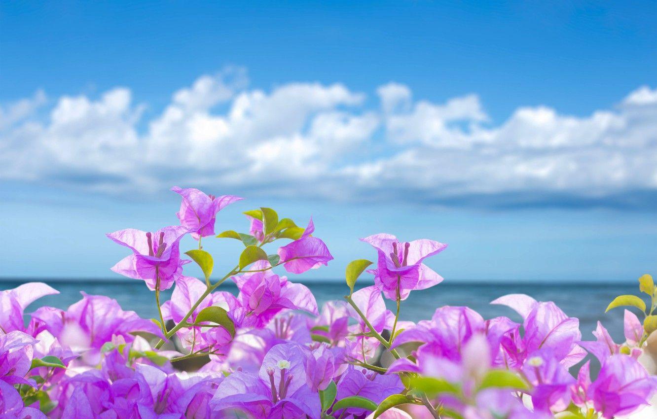 Beach Flowers Desktop Wallpapers - Top Free Beach Flowers Desktop