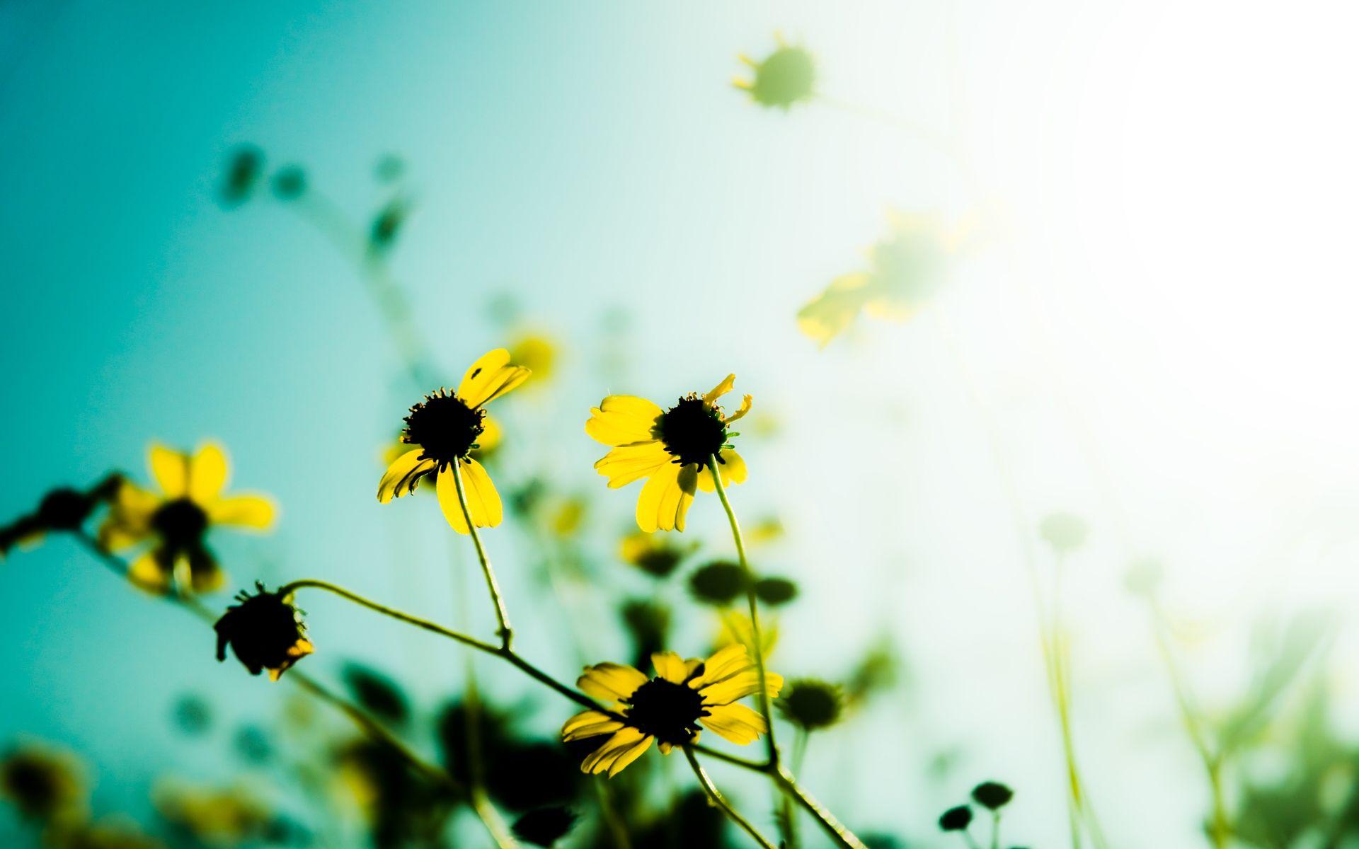 1920x1200 Flowers