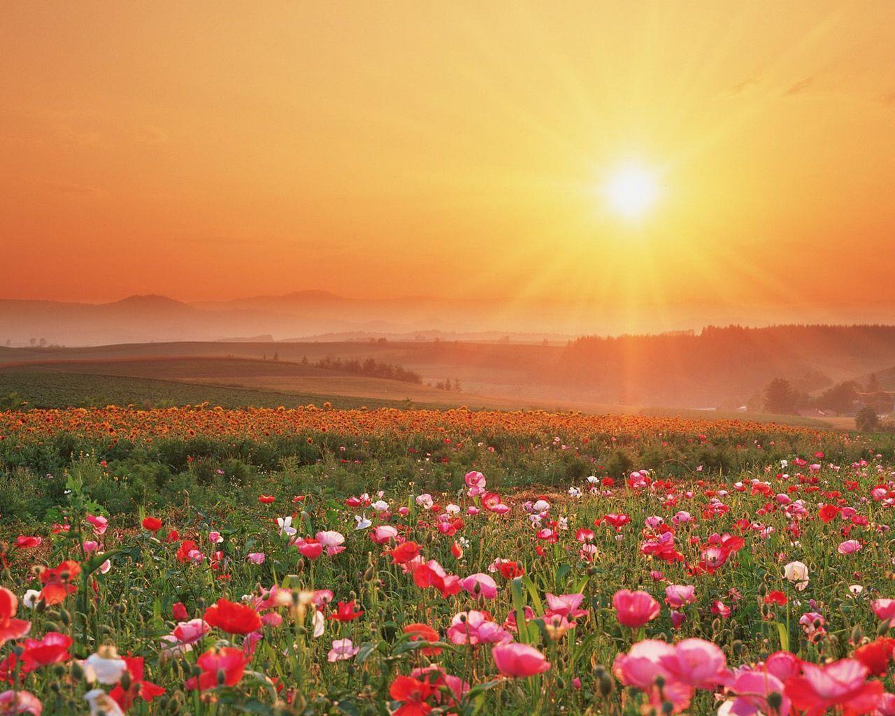 1280x1024 Field of Flowers wallpaper