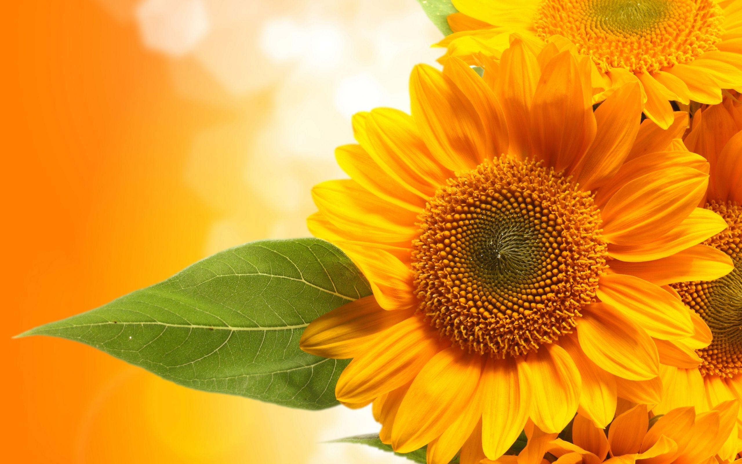 2560x1600 Sunflower Wallpaper. Beautiful Sunflower