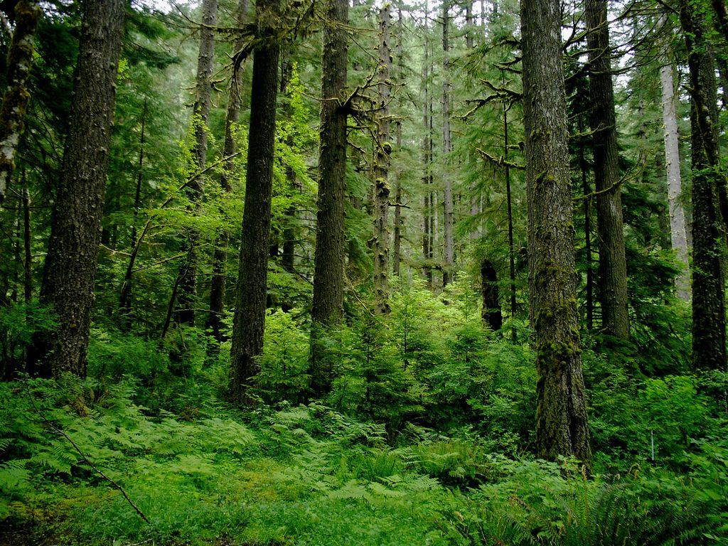 pacific northwest forest