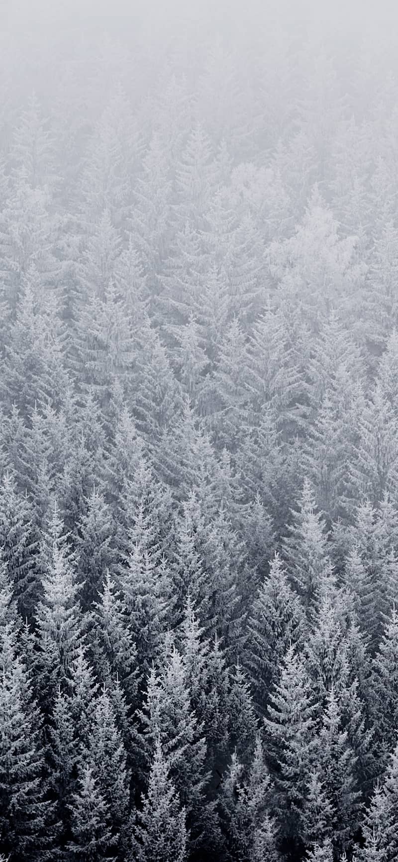 800x1732 iPhone 6s Original Wallpaper