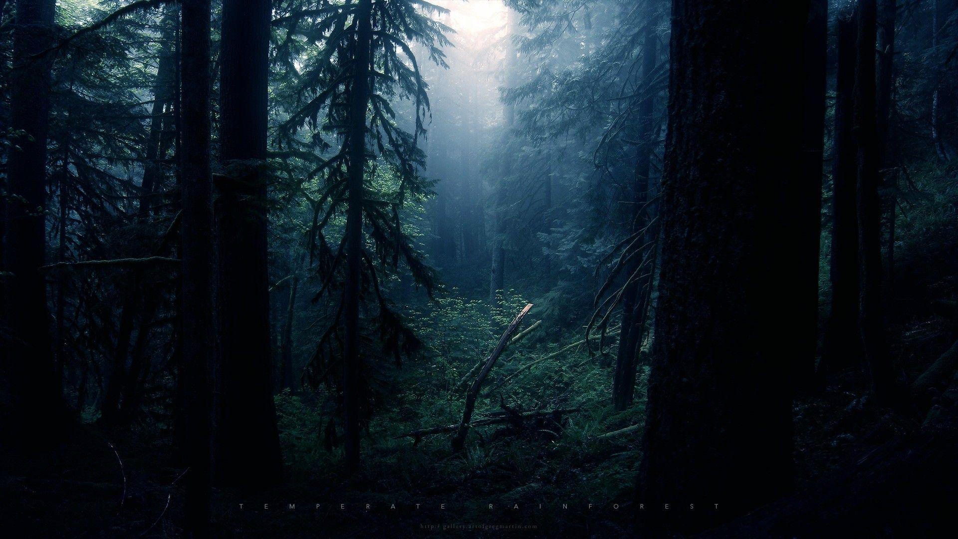 1920x1080 Forest: Temperate Rainforest Forest Light Plants Trees Rain HD Free