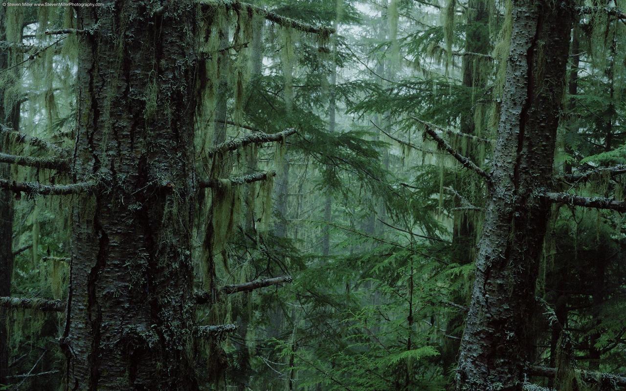 1280x800 Rainforest Wallpaper. Forest wallpaper, Olympic national forest, Forest