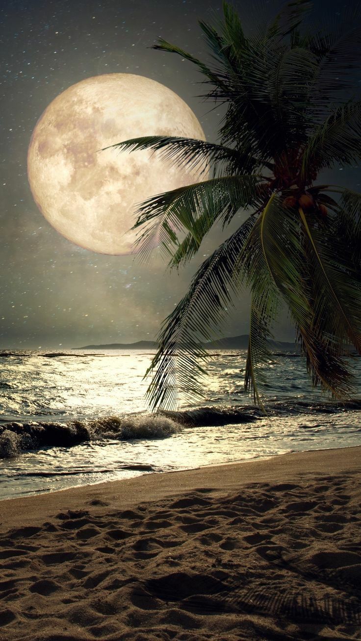 736x1308 Lovely beach night wallpaper. Beach