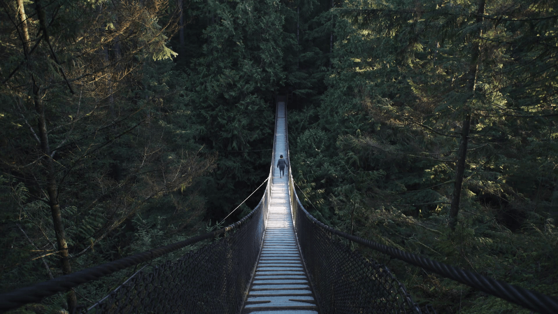 1920x1080 Vancouver Pacific Northwest Rainforest Pedestrian Suspension Bridge