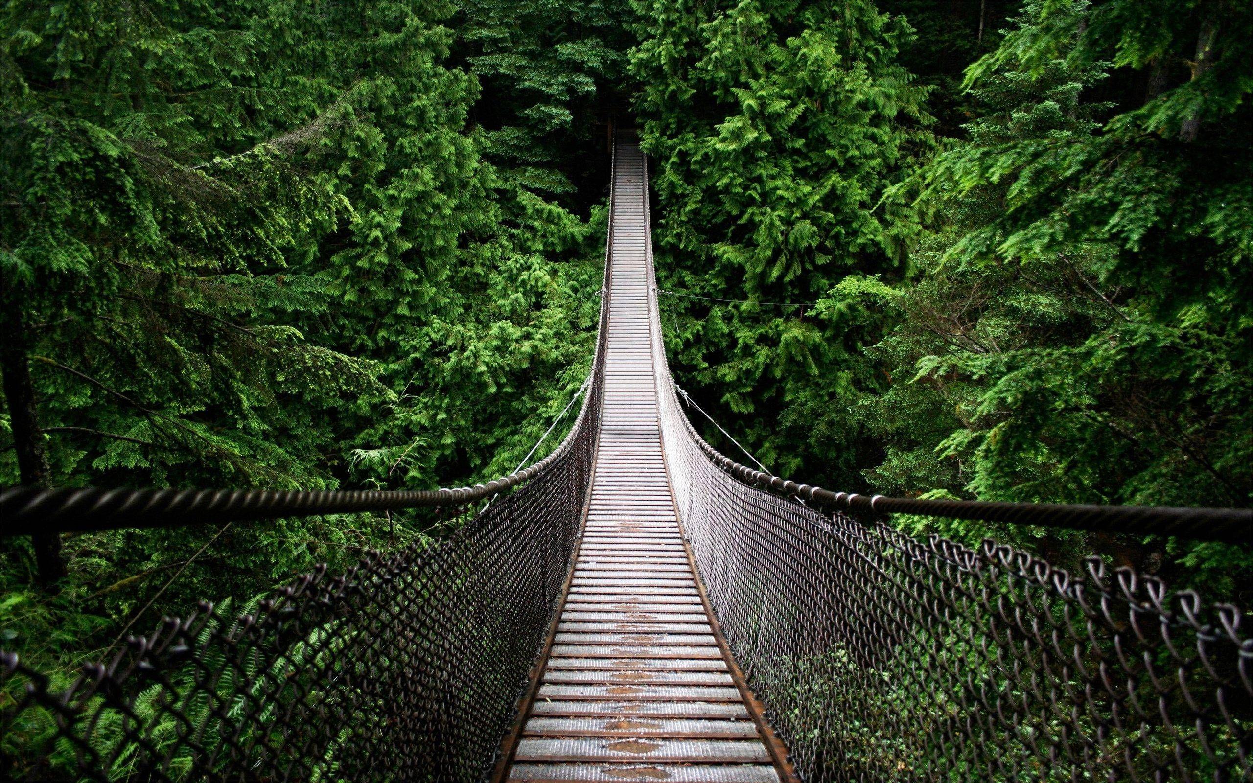 Forest Bridge Wallpapers Top Free Forest Bridge Backgrounds