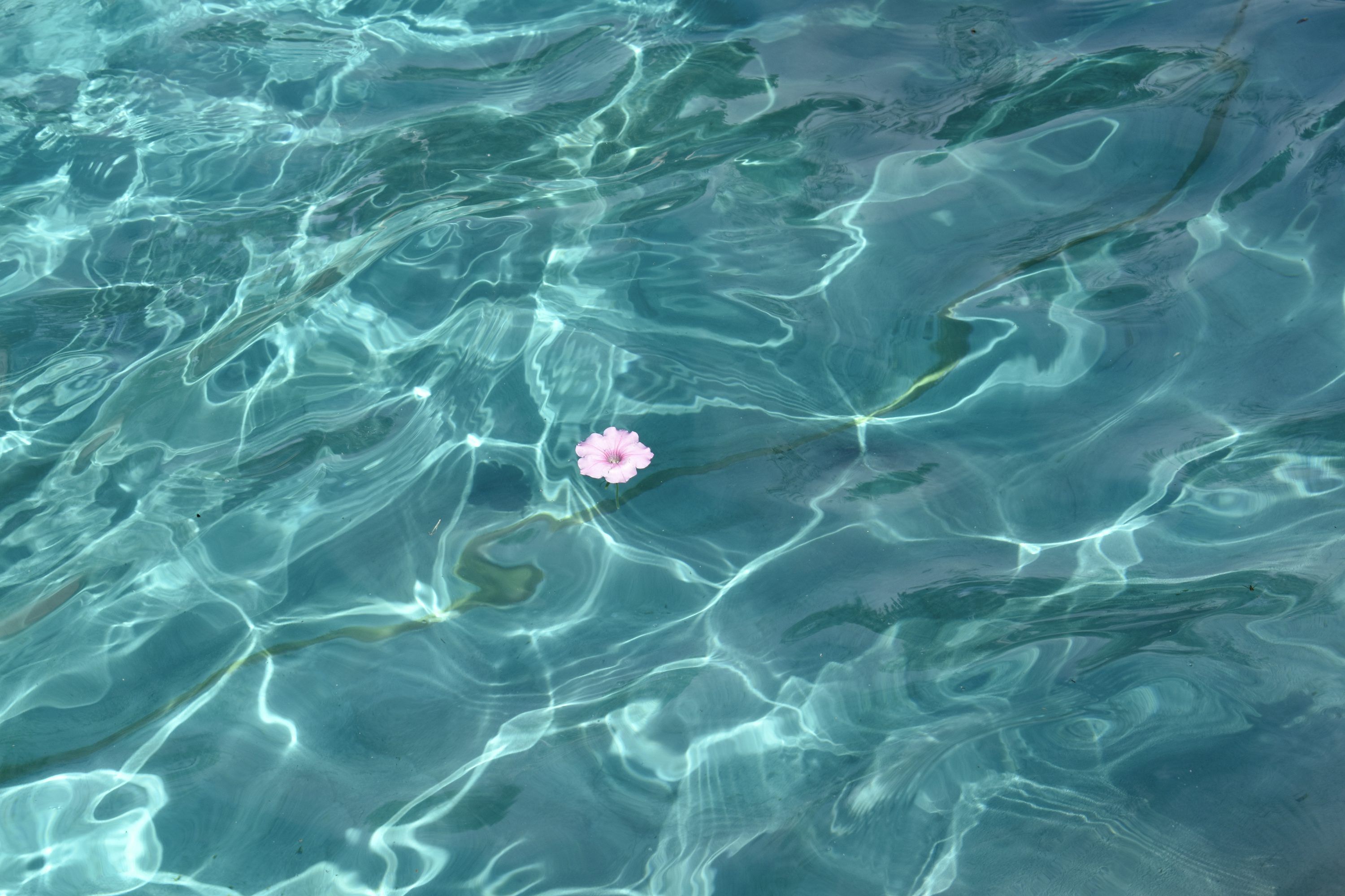 3000x2000 Water Flowers Picture. Download Free Image