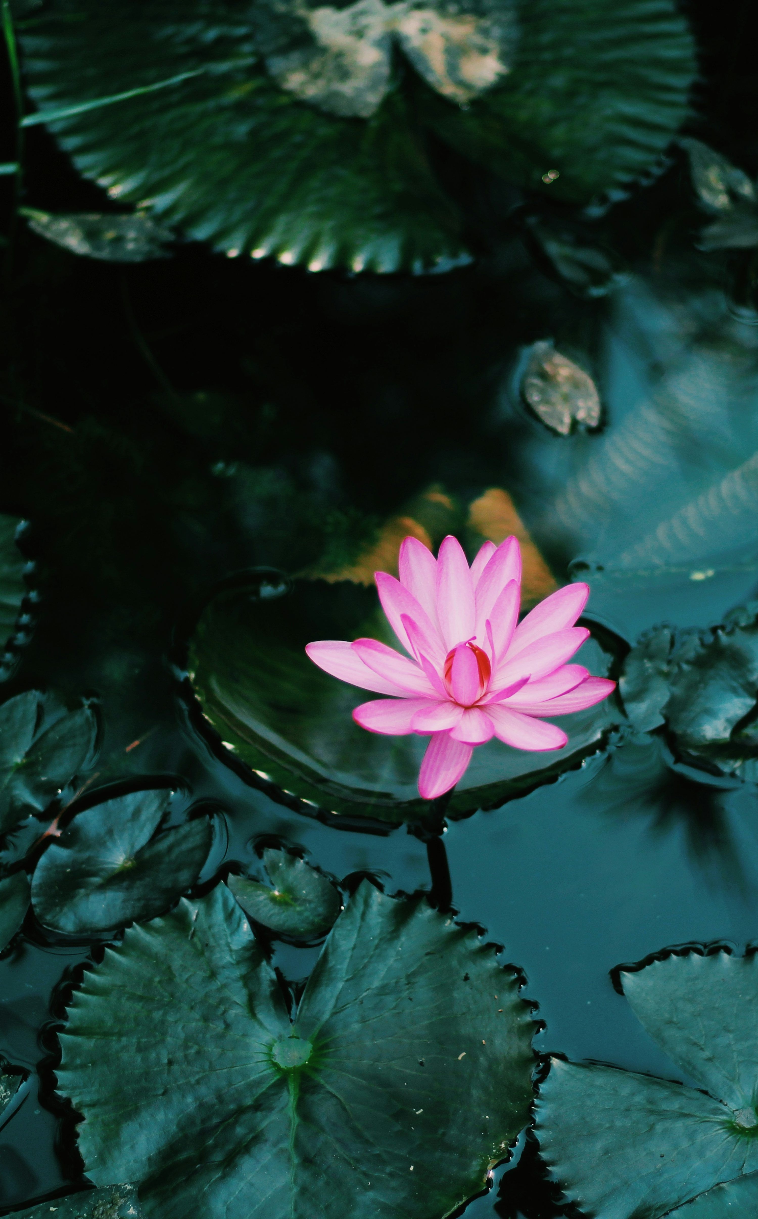 3000x4825 Water Flowers Picture. Download Free Image