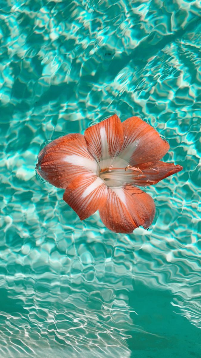 675x1200 Tropical flower