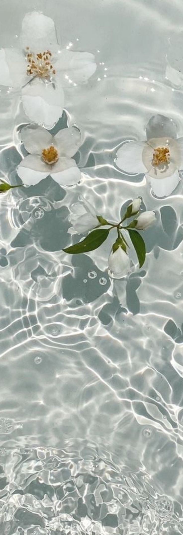 736x2149 White Flowers Floating on Water. White aesthetic background for ipad, Cute wallpaper aesthetic hawaii, Water wallpaper ipad