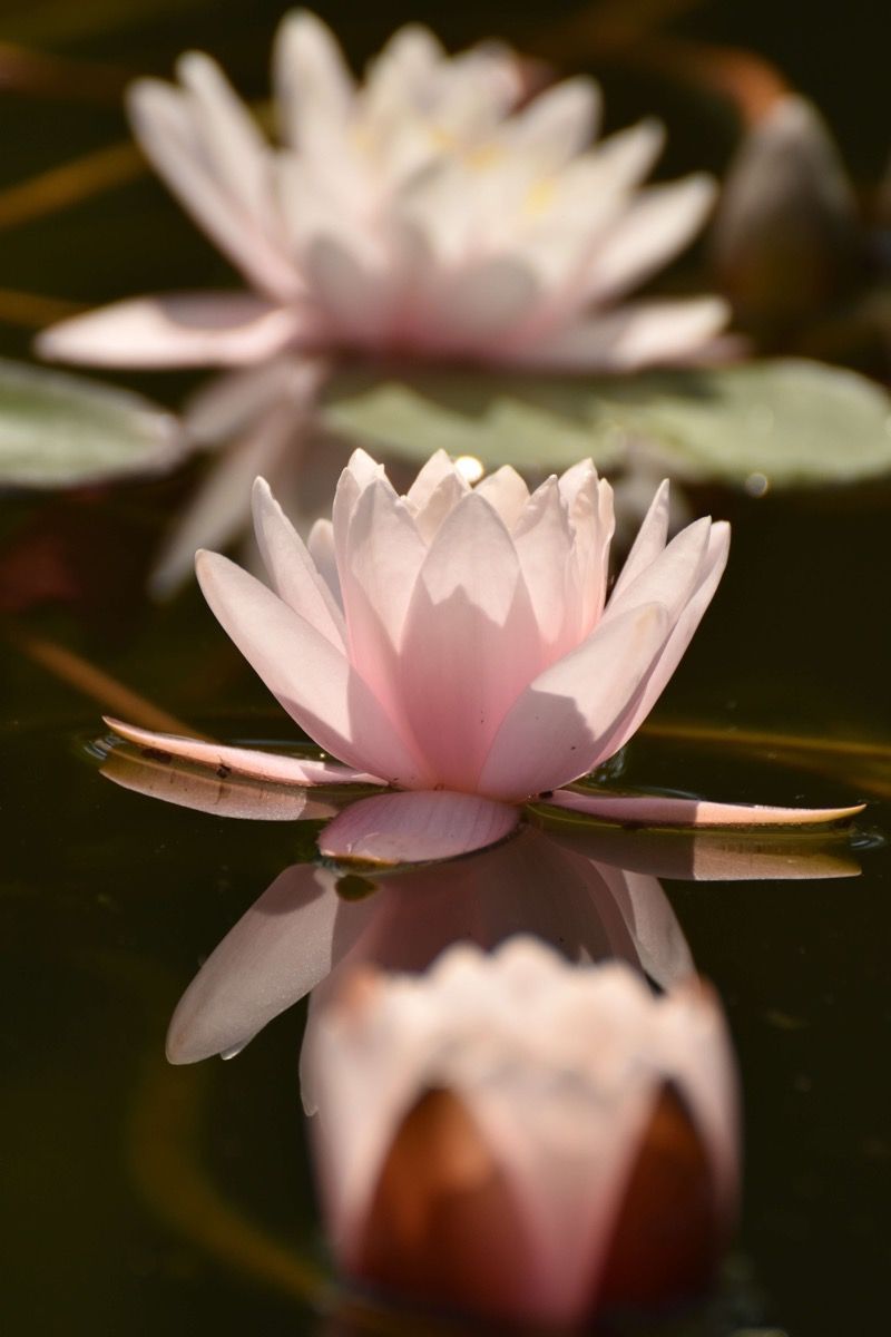 800x1200 Lotus flower in water