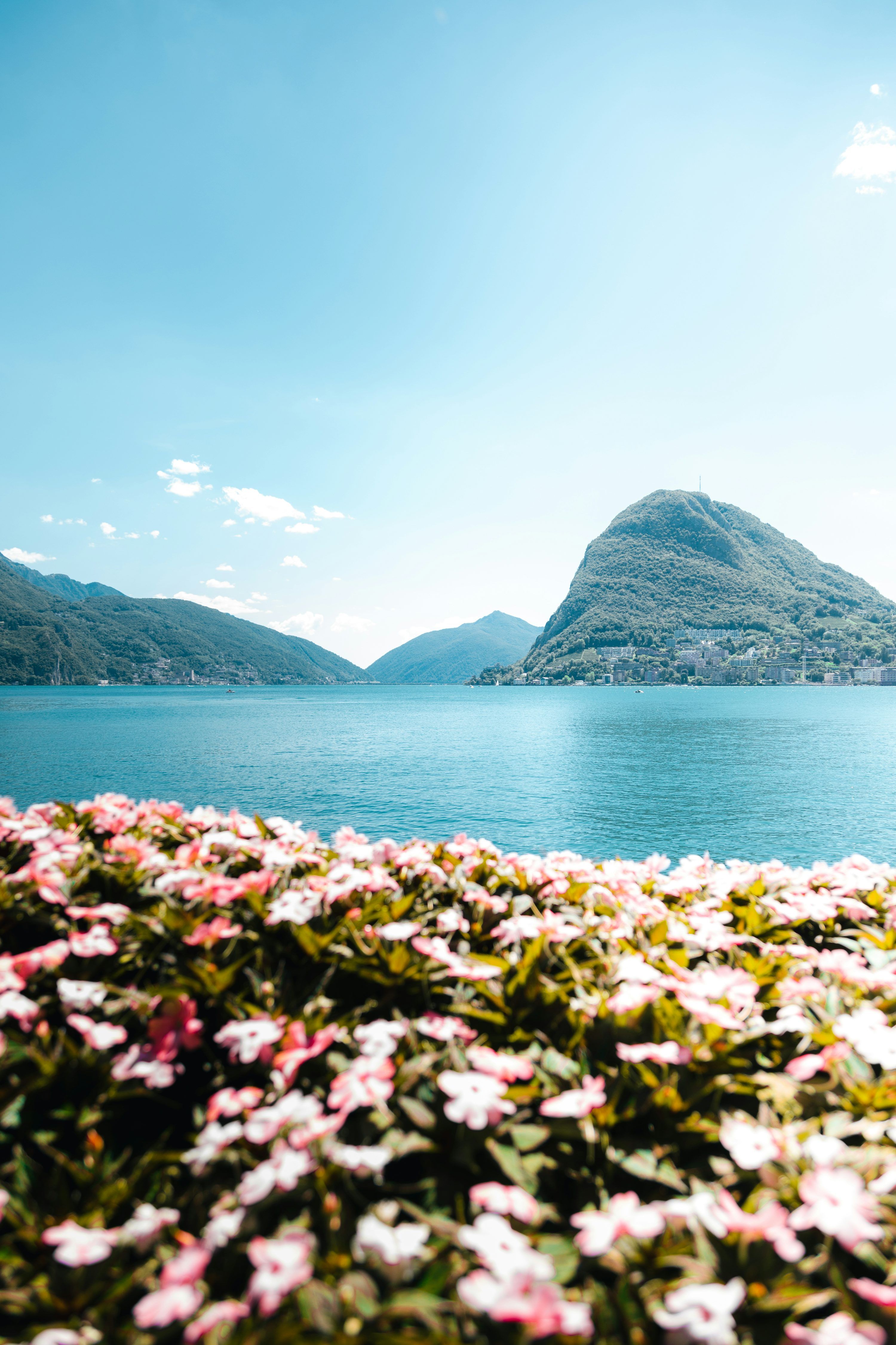 3000x4500 A field of flowers with a body of water in the background photo